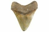 Serrated, Fossil Megalodon Tooth - North Carolina #346335-2